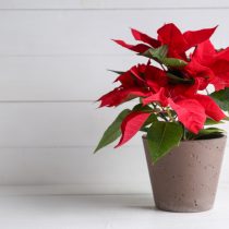 Молочай прекраснейший (Euphorbia pulcherrima) Молочай прекраснейший (Euphorbia pulcherrima)