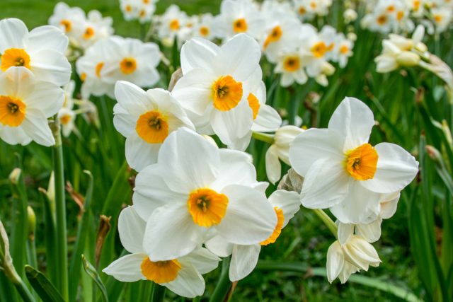 Нарциссы (Narcissus)