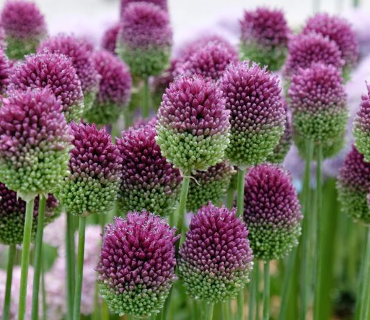 Неприхотливые декоративные луки - Цветник и ландшафт Неприхотливые декоративные луки