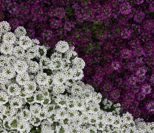 Цветник из однолетников с набором «Ворожея»