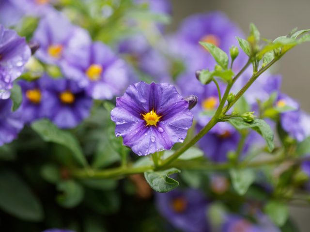 Паслен горько-сладкий (Solanum)
