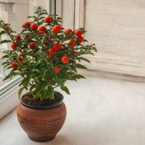 Паслен перечный (Solanum pseudocapsicum) Паслен перечный (Solanum pseudocapsicum)