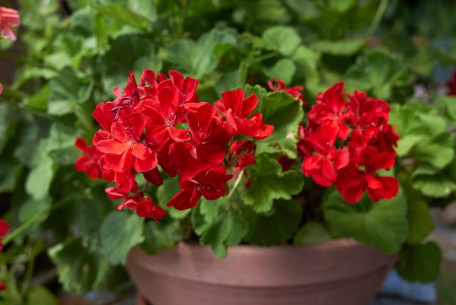 Пеларгония зональная, также известная как герань (Pelargonium zonale)