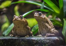 Поэма о квакушках — чем лягушки полезны на вашем участке