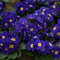 Примула обратноконическая (Primula obconica) Примула обратноконическая (Primula obconica)