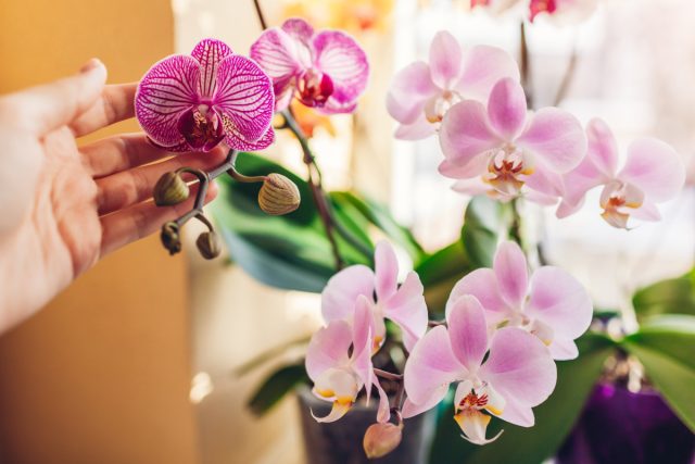 Фаленопсис (Phalaenopsis)