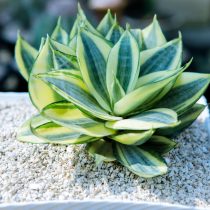 Сансевиерия трехполосная (Sansevieria trifasciata) Сансевиерия трехполосная (Sansevieria trifasciata)