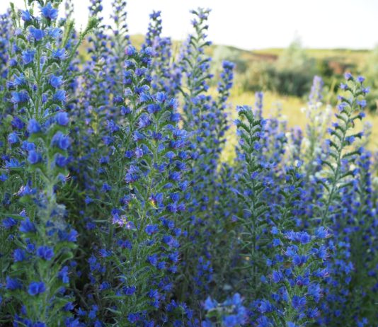 Синяк, или эхиум, — медонос, украшение вашего сада и друг садовода