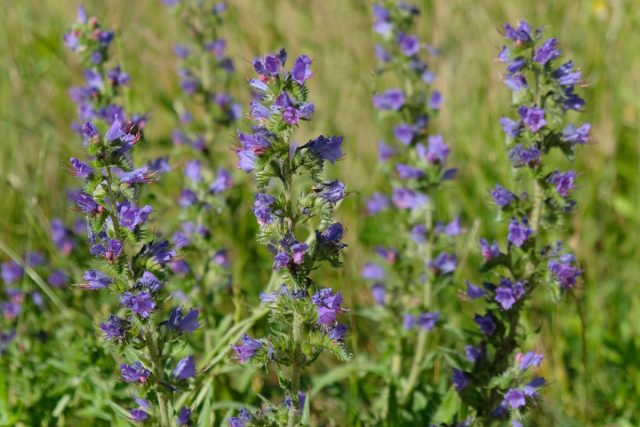 Синяк обыкновенный (Echium vulgare) Синяк обыкновенный (Echium vulgare)