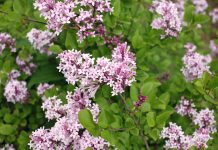 Сирень Мейера – неприхотливый кустарник из Кореи