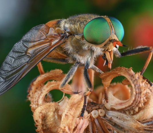 Слепни: как защититься от кровожадных монстров?