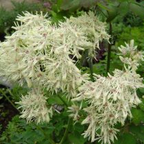 Василистник водосборолистный «Альбум» (Thalictrum aquilegifolium 'Album')
