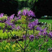 Василистник водосборолистный «Блэк стокинас» (Thalictrum aquilegifolium 'Black Stockinas')