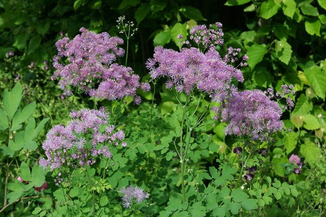 Василистник водосборолистный «Тандерклауд» (Thalictrum aquilegifolium 'Thundercloud')