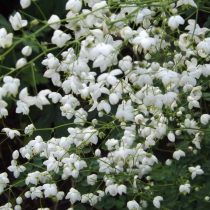 Василистник Делавея «Сплендид Вайт» (Thalictrum delavayi Franch. 'Splendide White')