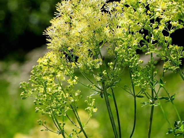 Василистник жёлтый (Thalictrum flavum L.)