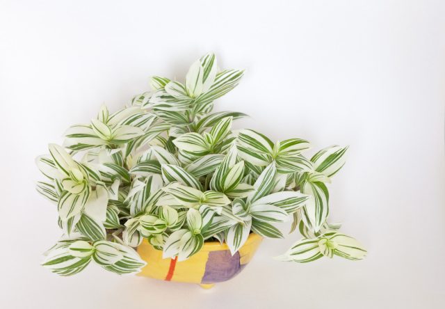 Традесканция белоцветковая (Tradescantia fluminensis)