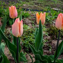 Тюльпан «Априкот бьюти» (Tulip 'Apricot Beauty') с волнистой листвой Тюльпан «Априкот бьюти» (Tulip 'Apricot Beauty') с волнистой листвой
