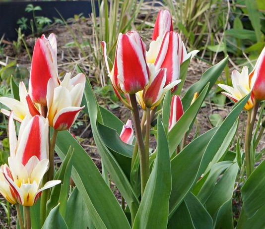 Тюльпаны, нарциссы, крокусы — какие луковичные порадуют вас весной?