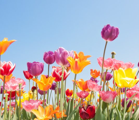 Тюльпаны после цветения — как хранить?