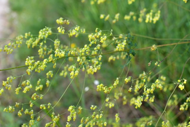 Василистник альпийский (Thalictrum alpinum)