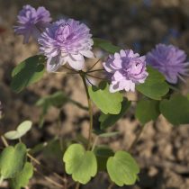 Василистник анемоновидный (Anemonella thalictroides)