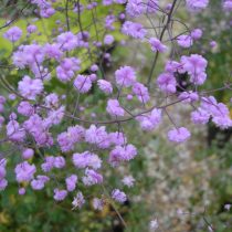 Василистник Делавея «Хевлет Дабл» (Thalictrum delavayi Franch. 'Hewlett's Double')