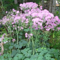 Василистник Делавея «Хевлет Дабл» (Thalictrum delavayi Franch. 'Hewlett's Double')