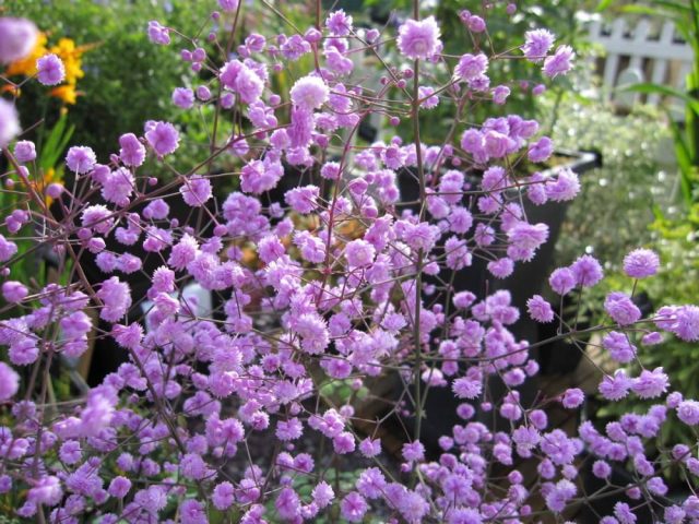 василистник двукрылоплодный (Thalictrum delavayi Franch.)