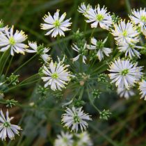Василистник ложнолепестковый (Thalictrum petaloideum)