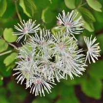 Василистник нитчатый (Thalictrum filamentosum)
