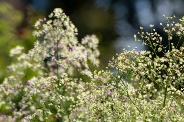 Василистник рохебрунский (Thalictrum rochebrunianum)