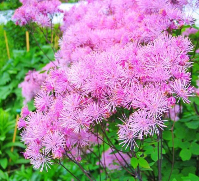 василистник водосборолистный «Дварф Перпл» (Thalictrum aquilegifolium 'Dwarf Purple')