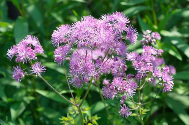 Василистник водосборолистный (Thalictrum aquilegifolium)