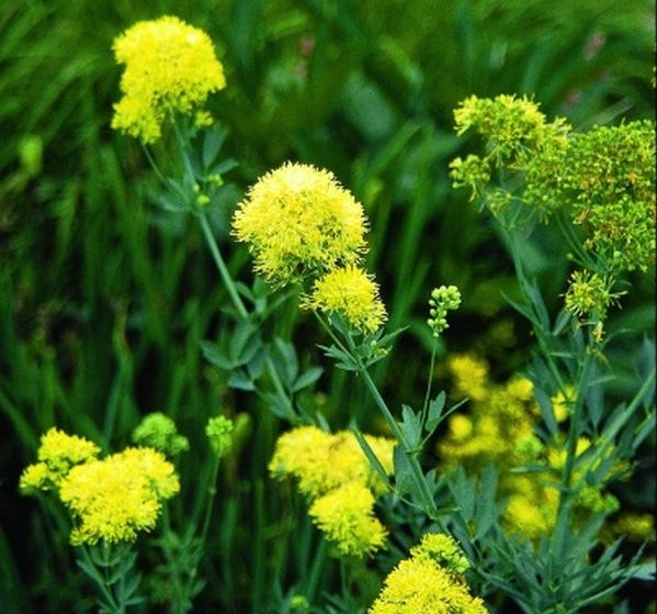 Василистник жёлтый «Тру Блю» (Thalictrum flavum L. 'True Blue')