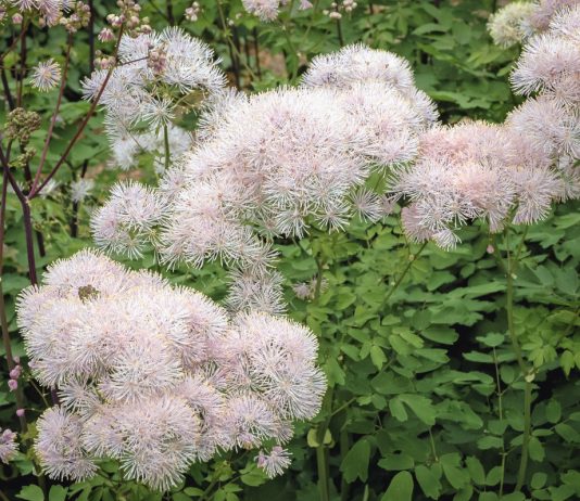 Василистники — скромные крошки и гиганты в вашем цветнике - Цветник и ландшафт Василистники – скромные крошки и гиганты в вашем цветнике