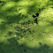 Удалите любую застойную воду и убедитесь, что у вас есть надлежащая дренажная система, чтобы слепням было тяжелее размножаться