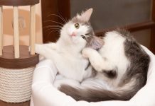 Блохи дома — откуда и как избавиться?
