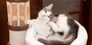 Блохи дома — откуда и как избавиться?
