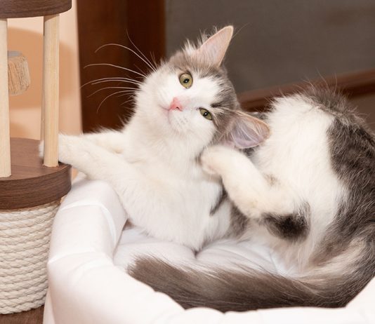 Блохи дома — откуда и как избавиться?