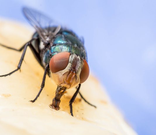 Мухам вход воспрещен — избавляемся от назойливых насекомых