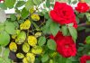 8 заболеваний роз, о которых должен знать каждый 8 заболеваний роз, о которых должен знать каждый