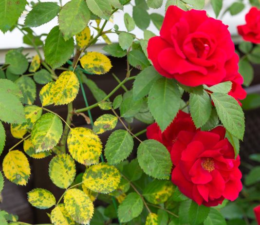 8 заболеваний роз, о которых должен знать каждый