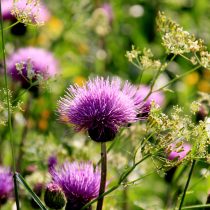 Бодяк полевой (Cirsium arvense) – представитель семейства Астровые. Образовывает прямостоячие голые ветвистые стебли высотой 150-160 см Бодяк полевой (Cirsium arvense) – представитель семейства Астровые. Образовывает прямостоячие голые ветвистые стебли высотой 150-160 см