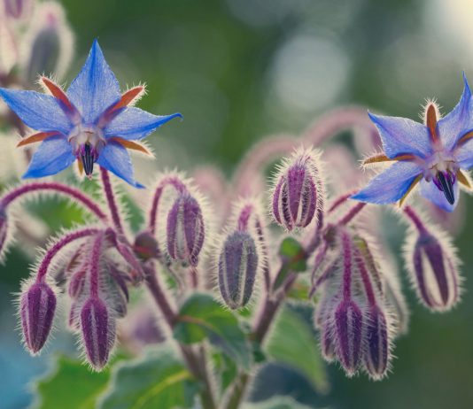 Бурачник (бораго, огуречная трава) — польза растения для участка