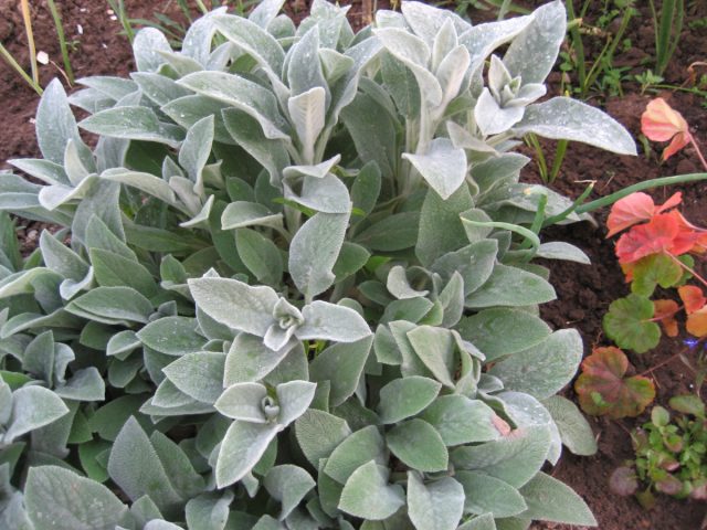 Чистец шерстистый (Stachys lanata Jacq.) Чистец шерстистый (Stachys lanata Jacq.)