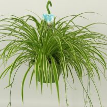 Хлорофитум хохлатый «Вариегатум» (Chlorophytum comosum 'Variegatum') Хлорофитум хохлатый «Вариегатум» (Chlorophytum comosum 'Variegatum')