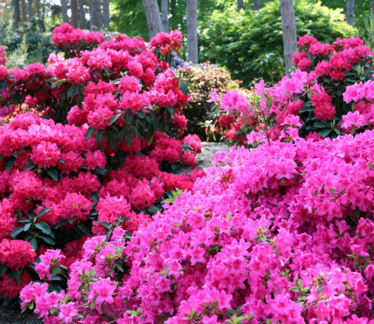 Цветник в розовом цвете — 10 лучших растений - Цветник и ландшафт Цветник в розовом цвете — 10 лучших растений