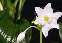Самые красивые комнатные цветы — эухарис