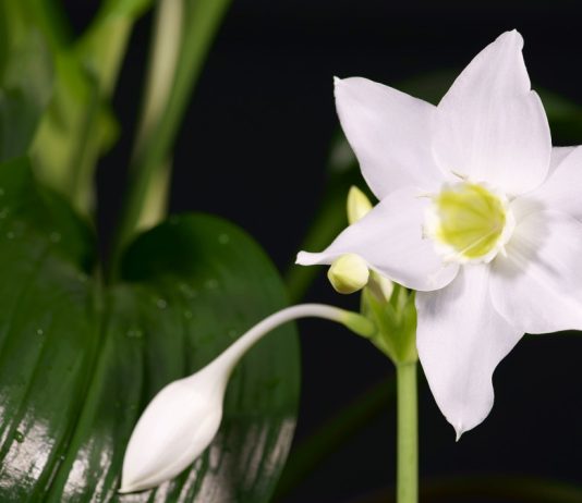 Самые красивые комнатные цветы — эухарис